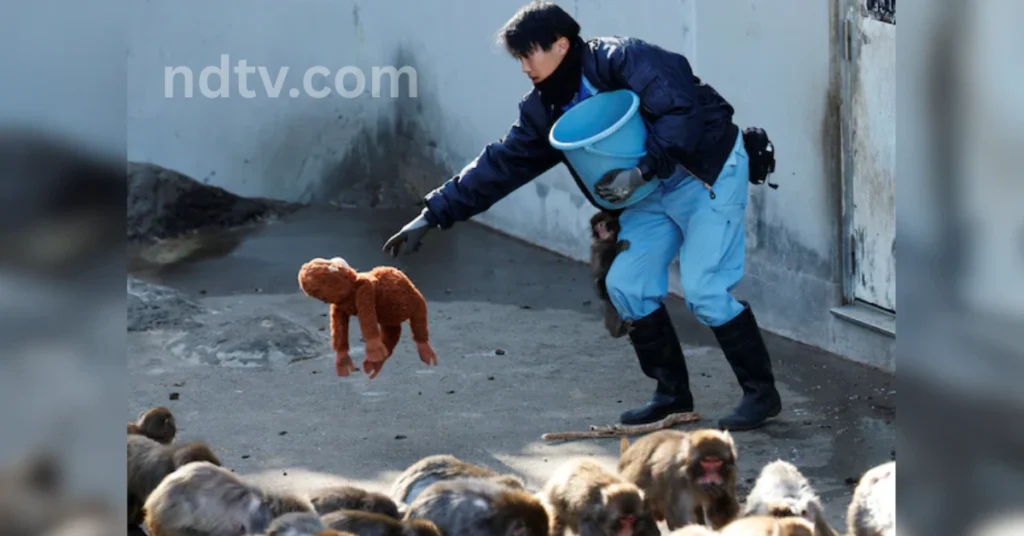 Japan Zoo - Inbriefy.com