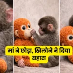 Punch Monkey - Inbriefy