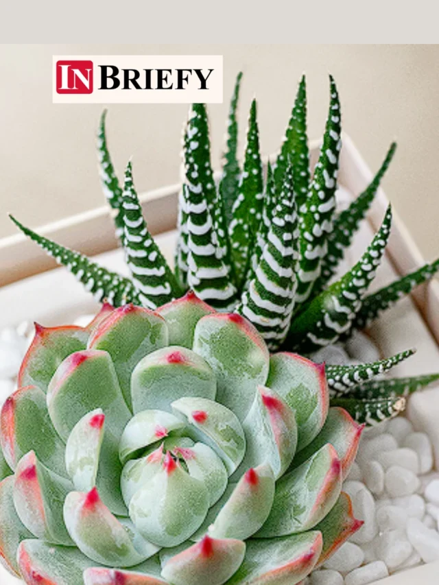 Succulent Pruning क्या होती है